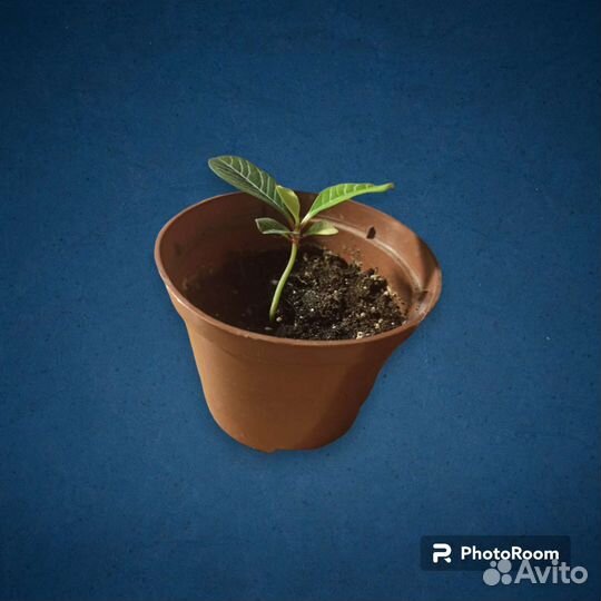 Молочай беложильчатый