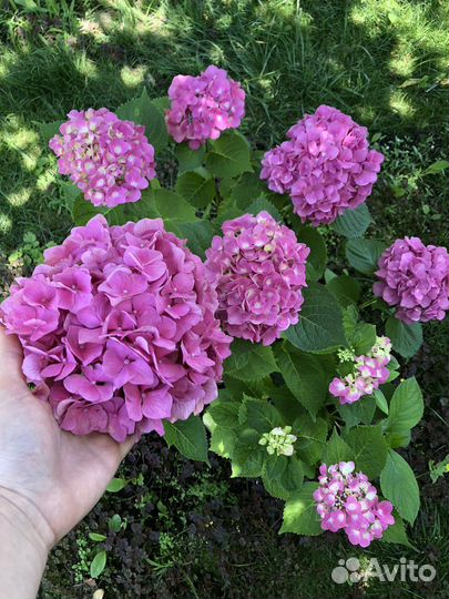 Гортензия крупнолистная