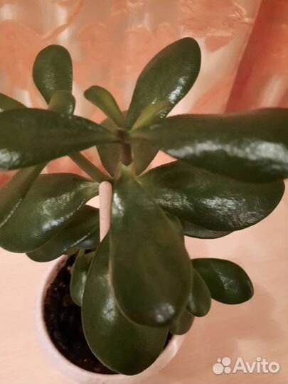 Толстянка денежное дерево