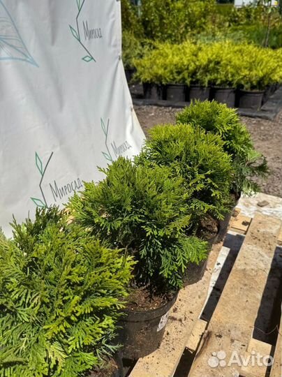 Туи, Туя Даника