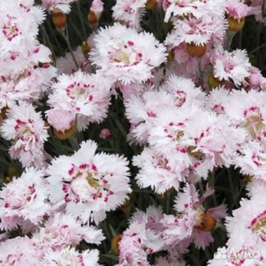 Многолетние цветы: гвоздика махровая, энотера