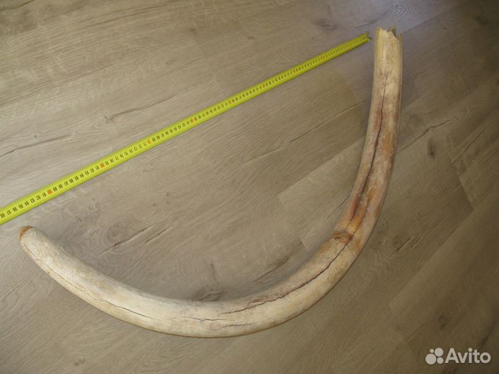 Бивень мамонта для интерьера Цена за весь бивень