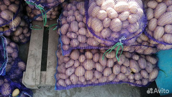 Продам картофель оптом