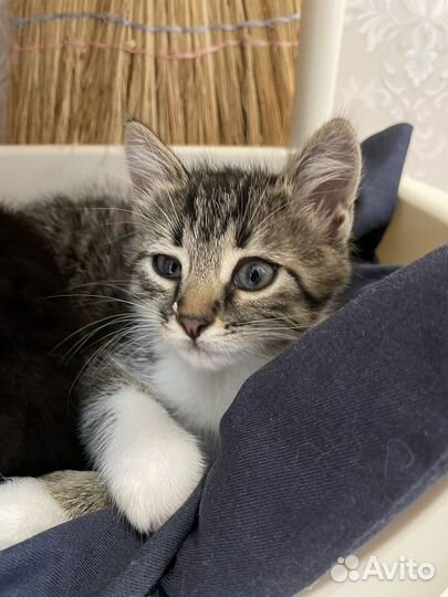 Котики бесплатно