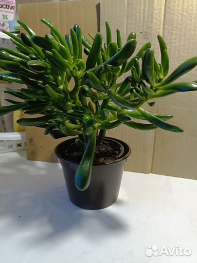 Красулла коралл