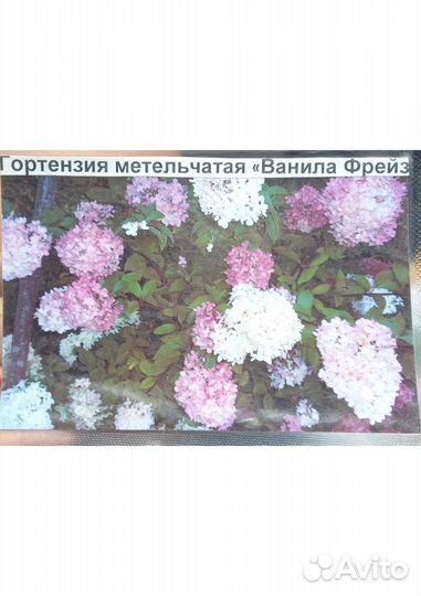 Гортензии (саженцы 30 сортов)