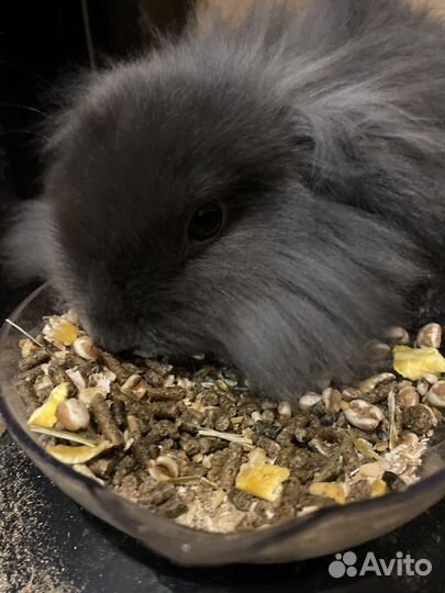 Декоративные кролики вислоухие