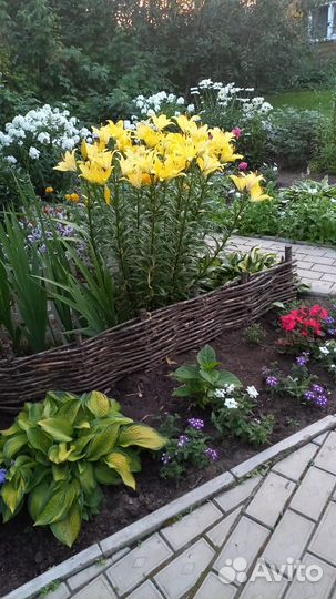 Примула, хоста, чистец