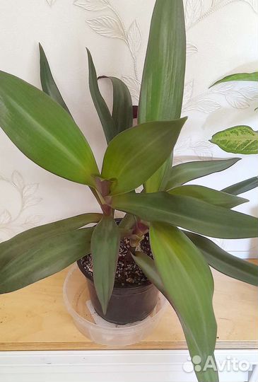 Диффенбахия,Сцындапсус,хлорофитум,Монстера