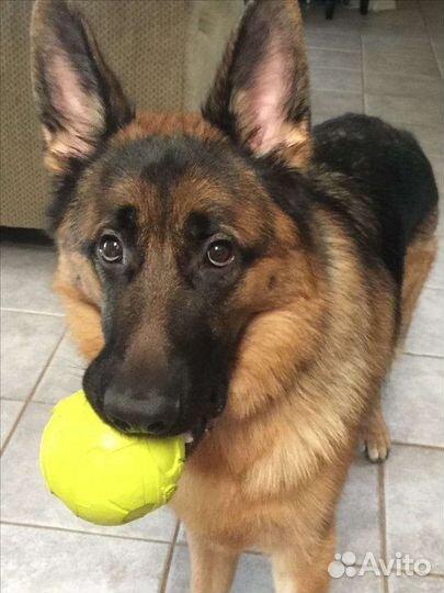 Щенки Немецкой овчарки