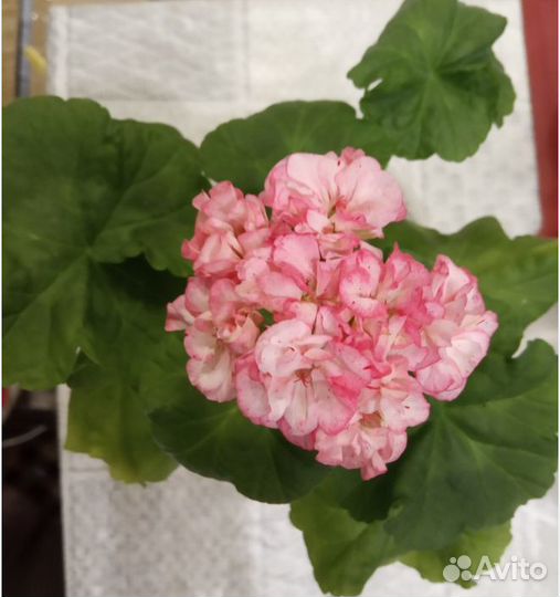 Сортовые пеларгонии