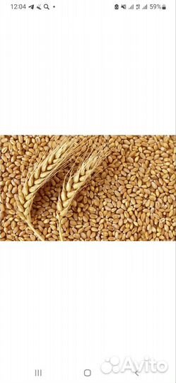 Семена пшеницы элита