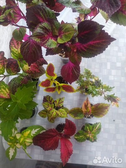 Колеус набором