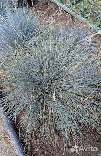 Овсянница сизая