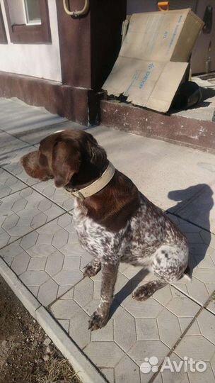 Курцхаар вязка