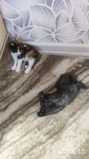 Котята