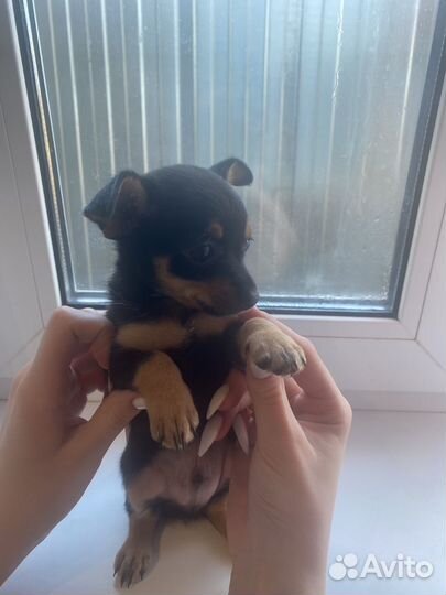 Мини той-терьер щенки