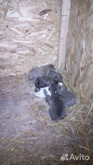 Щенки стафорда