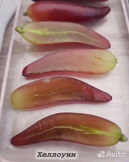 Саженцы винограда кишмиш Хеллоуин