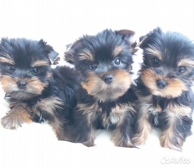 Йоркширский терьер