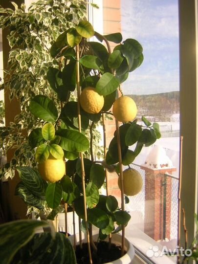 Комнатные растения