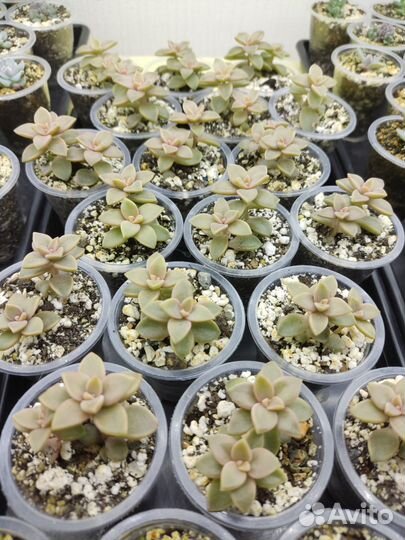 Суккуленты: Graptosedum bronze