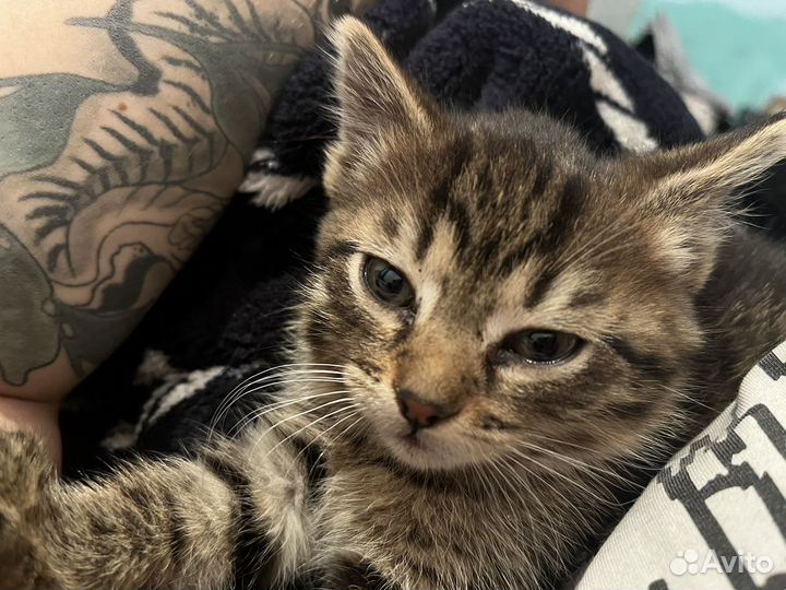 Кошка в дар