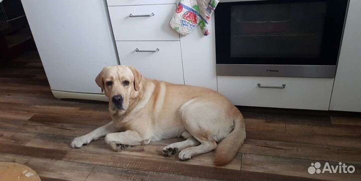 Домашняя передержка