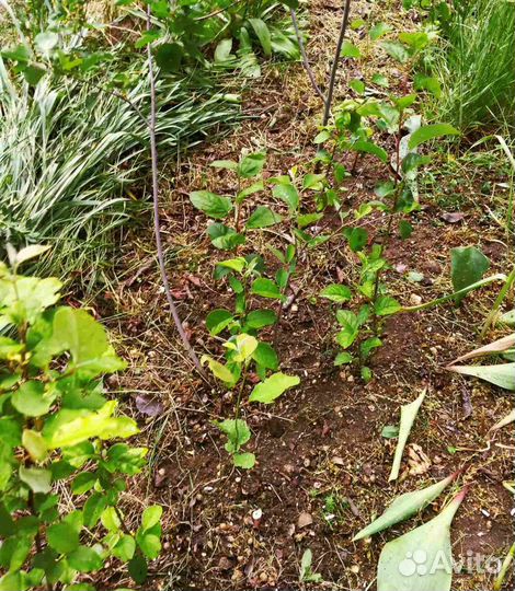 Ирга саженцы