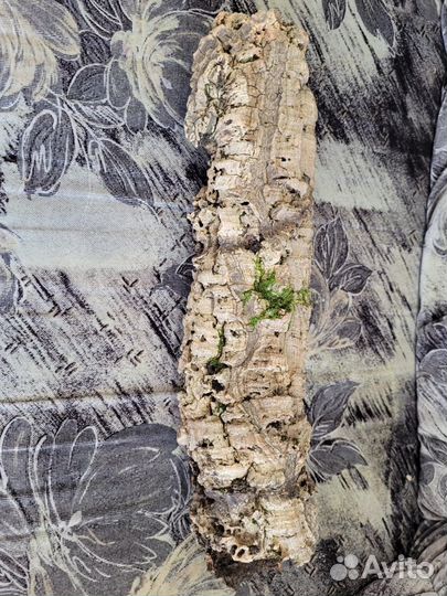 Пробковое дерево