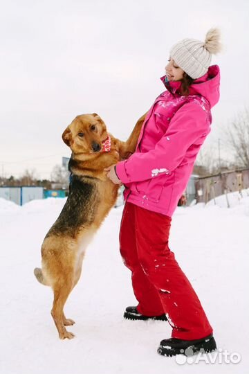 Собака в добрые руки девочка