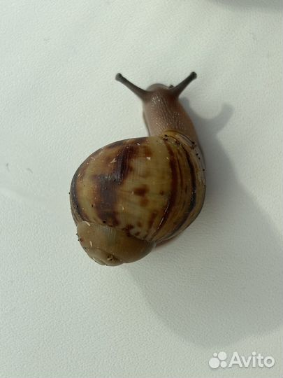 Улитки Архахатина маргината овум