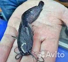 Малек Африканского Сома