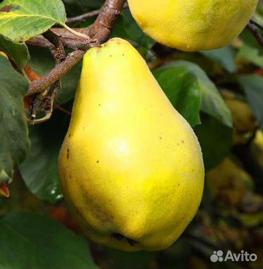 Саженцы Айвы Грушевидной (Вытянутая/Крупная)