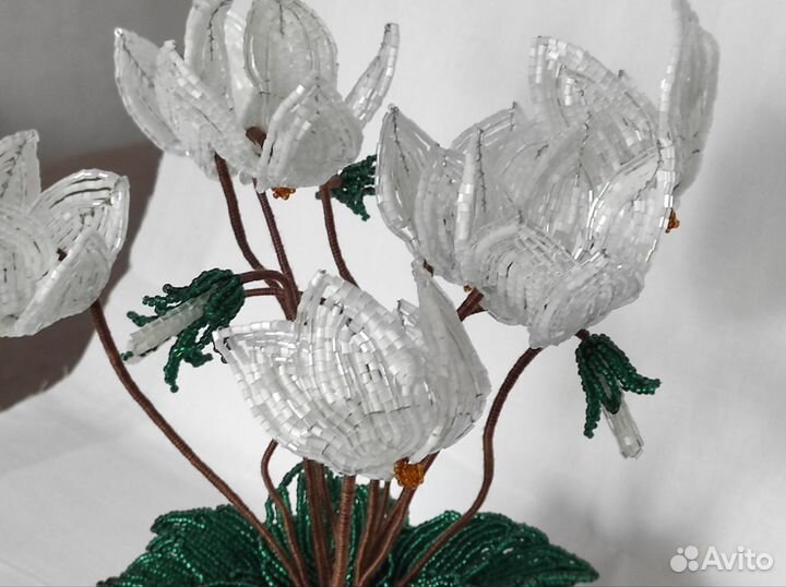 Белый цикламен