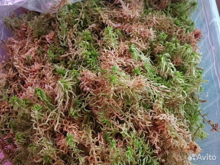 Мох сфагнум живой