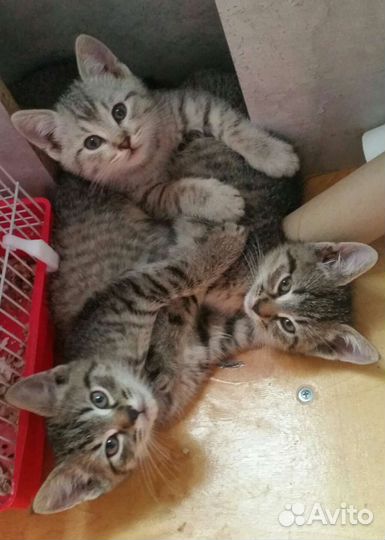 Котята британцы полукровки