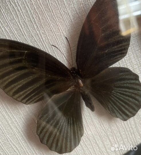 Бабочка настоящая интерьерная в раме