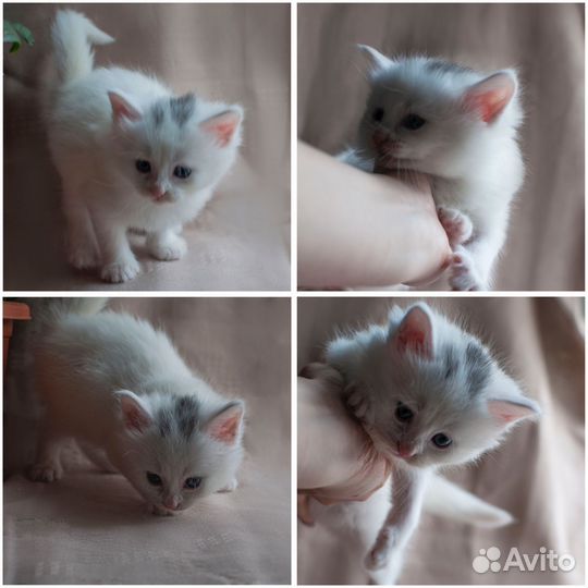 Котята