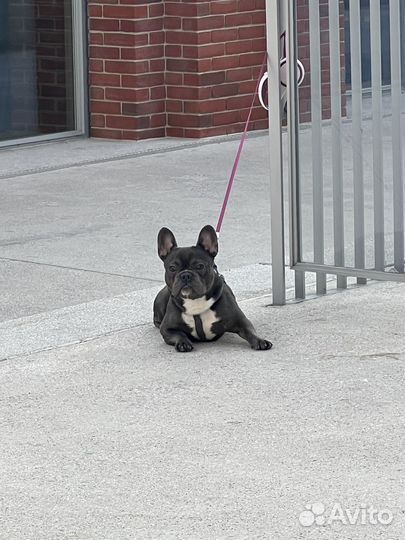 Французский бульдог вязка