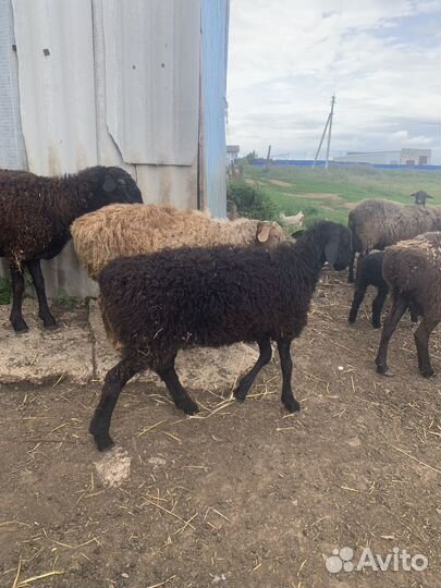 Овцы полукурдучные