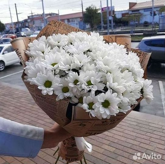 Хризантема