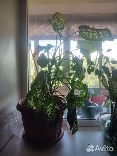 Диффенбахия большой красивый цветок в горшке