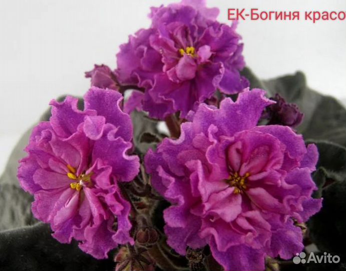 Детки сортовых фиалок