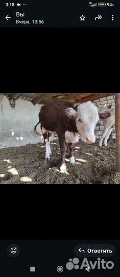 Бычок герефорд