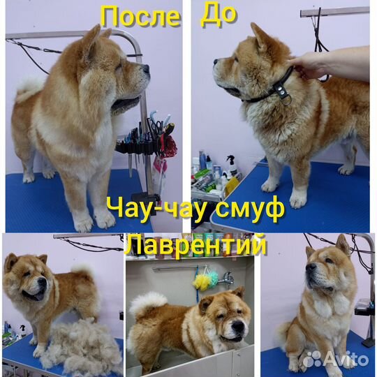 Северск стрижка собак и кошек, Pet груминг