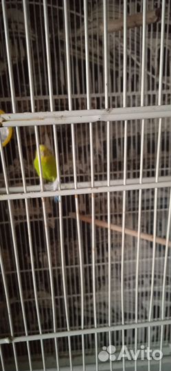 Пара волнистых попугаев с клеткой