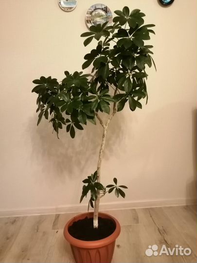 Продам Шефлеру