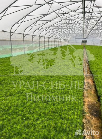 Предзаказ Голубая ель зкс сеянцы