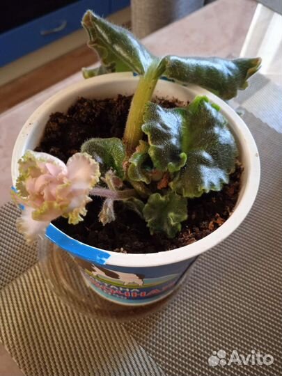 Фиалка Царевна-лягушка детки